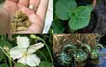 Лагенарії гарбуз — вирощування, насіння, фото і опису видів і сортів, відео