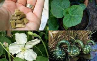 Лагенарії гарбуз — вирощування, насіння, фото і опису видів і сортів, відео