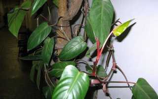 Филодендрон червоніє — сорти рослини, особливості вирощування в домашніх умовах, відео