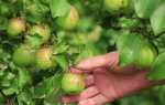 Липень саду — збір ранніх фруктів і ягід, окулірування, заготівля живців, відео
