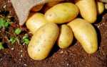 Огляд недорогих засобів для передпосівної підготовки картоплі від хвороб і шкідників