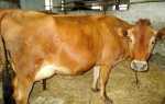 Молочне тваринництво — кращі породи корів для домашнього утримання, відео