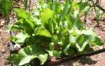 Вирощування хрону на городі — підготовка насіння, посадка, відео