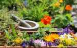 «Чайний» квітник — клумба для вирощування пряних і лікарських трав. Вибір рослин. догляд