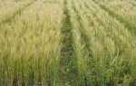 Пшениця — правила обробки від бур’янів фунгіцидами, терміни, відео