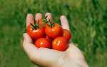 Вирощуємо томати черрі на дачі, відео