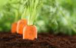 Як посадити морква під зиму?