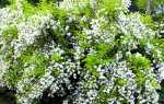 Садовий жасмин вірджинал: характерні особливості та вирощування сорту, відео