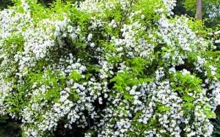 Садовий жасмин вірджинал: характерні особливості та вирощування сорту, відео