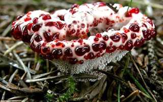 Незвичайні гриби неїстівні — фото і опис Клаварен Золінгера, міцени хлорофос, сигари диявола, відео