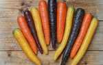 Ранні сорти моркви: Абако, Оленка, Амстердамська …