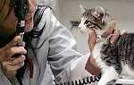 Підшкірний кліщ у кішок: лікування, симптоми