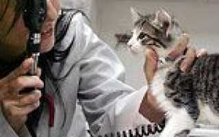 Підшкірний кліщ у кішок: лікування, симптоми