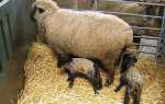 Вівчарство — виведення нових порід овець на фермерстві, відео