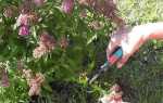 Спірея літнього цвітіння — правила і терміни обрізки, відео