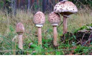 Гриб парасолька — фото їстівного і отруйного гриба, як приготувати, відео