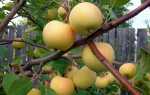Яблука сортів уральської і канадської селекції для садів Сибіру, ​​види