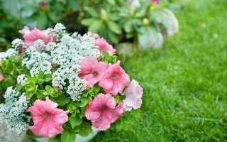 10 найнадійніших однорічних квітів для вашого саду. Опис і фото