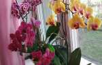 Орхідея фаленопсис — догляд в домашніх умовах, пересадка і розмноження, правила поливу і вибір грунту, відео