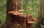 Деревні гриби — фото і опису їстівних і неїстівних грибів, відео