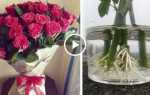 Як укоренити троянду з букета: підготовка черешків, способи, відео