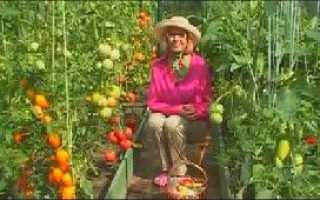 Вирощування розсади болгарського перцю на дачі — відео