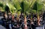Вирощування пальми в домашніх умовах — вибір горщика, відео