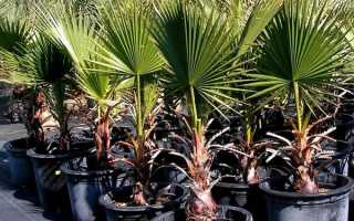 Вирощування пальми в домашніх умовах — вибір горщика, відео