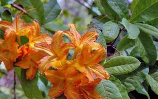 Азалія садові — догляд, обрізка, посадка, час цвітіння, догляд взимку, відео