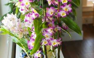Орхідея Дендробіум — догляд, розмноження і пересадка в домашніх умовах, фото, відео
