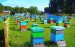Бджільництво — організація пасіки для отримання прибутку і розвитку бізнесу, відео