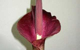 Алоказия квітка — хитрощі по догляду, добрива в період цвітіння, фото, відео