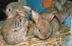 Чим годувати кроликів в домашніх умовах взимку восени влітку щоб вони набирали вагу