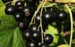 Чорна смородина — огляд кращих сортів для вирощування на дачі, відео