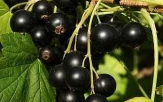 Чорна смородина — огляд кращих сортів для вирощування на дачі, відео
