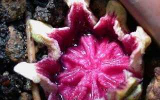Аспидистра квітка. Опис, особливості, види і догляд за аспідастрой