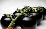 Кращі чорні сорти помідорів — користь, опис, фото, відгуки