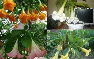 Бругмансія — види кімнатних рослин, особливості вирощування, відео