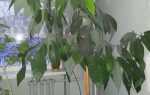 Як росте авокадо в домашніх умовах, особливо посадки і догляду, відео