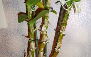 Орхідея дендробиум нобілі відцвіла: що потрібно робити далі, відео