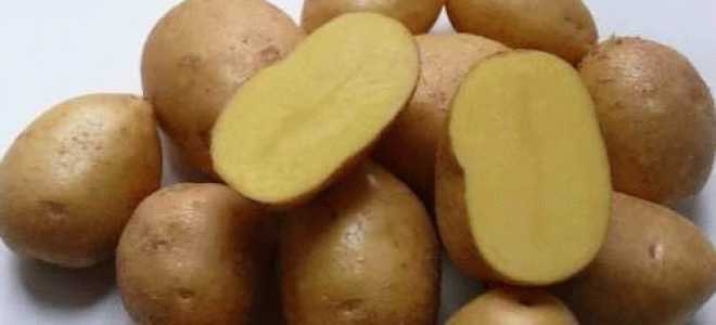 Сорти картоплі, фото і опис. продовження
