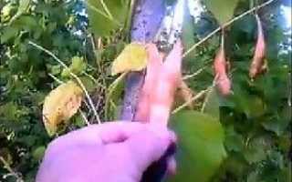 Поради з вирощування стручкової квасолі на присадибній ділянці — відео