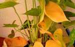 Антуріум — хвороби листя і коренів в домашніх умовах, фото, відео