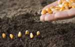 Як садити кукурудзу розсадою і відразу у відкритий грунт, відео