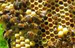 Як бджоли роблять мед, час медозбору, скільки меду збирає бджола, відео