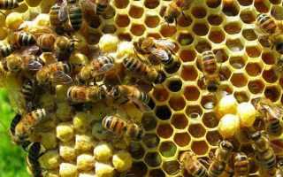 Як бджоли роблять мед, час медозбору, скільки меду збирає бджола, відео