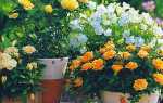 Як доглядати за домашньою трояндою в горщиках — відео
