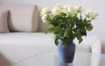 Як зберегти троянди: вибір вази, підготовка квітів і води, відео