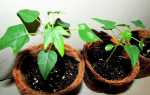 Вирощування в домашніх умовах папайї з насіння в горщику, відео
