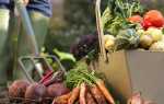 Найкорисніші і поживні овочі для дачних грядок — думка зарубіжних фермерів